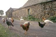 France: Aveyron, Auriac, turkeys and chickens next to a stone barn.