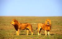 lions in grasslands