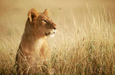 Serengeti lioness