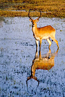 Red lechwe at waterhole, Okavango Delta, Botswana