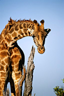 Maasai giraffe, Maasai Mara NP, Kenya