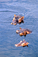 Three hippos in pool, Ruaha NP, Tanzania