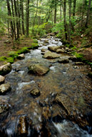 Maine: Mount Desert Island, Jordan Stream, June