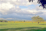 Costa Rica, Guanacaste district, fields of grain and corn, December