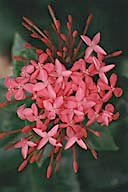 Costa Rica: Playa Tamarindo, pink flower, December