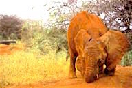 Kenya: Tsavo East National Park, young adult orphaned elephant rubbing trunk in dirt at mud hole.