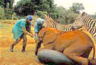 Kenya: Nairobi National Park, orphaned baby elephant and orphaned zebras playing with their “keepers”.