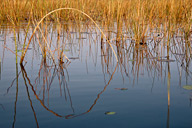 Reeds reflected in Okavango Delta, Botswana