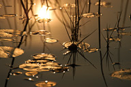 Lily pads at sunset, Okavango Delta, Botswana