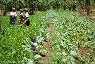 Spinach, green bean, and kale farm