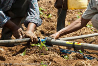 Farmers setting up hip pump in cabbage field