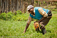 Carrot farmer