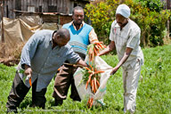 Carrot farmers