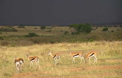 animals grazing