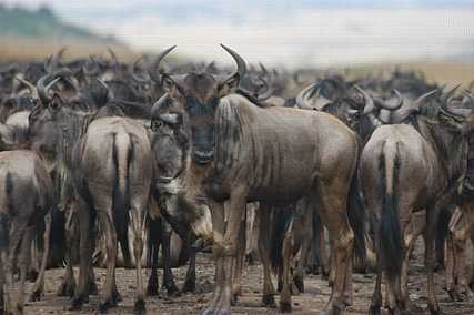 wildebeest