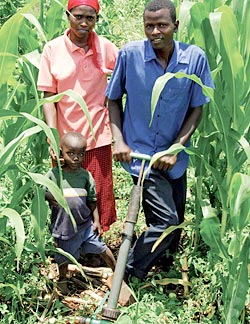 Farmer pumping water