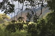 Lake Manyara, ground forest