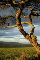 Serengeti National Park at sunset