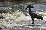 Tarangire National Park, hammerkop on river