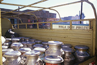 Milk cans in pick-up truck at plannt, with dairy project sign behind.