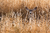 Mule Deer in Bosque del Apache, NM