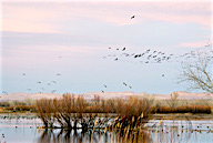 Sandhill Cranes returning at sunset to Bosque del Apache, NM