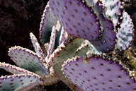 Prickly pear cactus