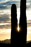 Sunset through Saguro Cactus, Ajo, AZ