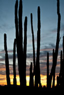 Organ Pipe Cactus in Sonoran Desert, AZ