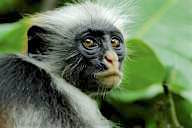 Zanzibar colobus, Jozani Forest Reserve