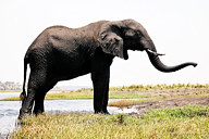 Crossing the Chobe River, Botswana