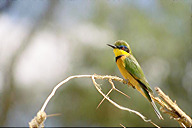 Kenya: Buffalo Springs, little bee eater