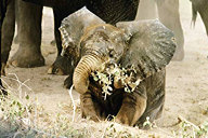 Protected by matriarchs, Amboseli NP, Kenya