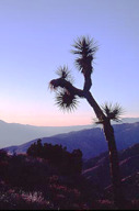 California: Joshua Tree National Park, Queen Valley, Joshhua tree, January