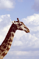 Maasai giraffe in Maasai Mara GR, Kenya