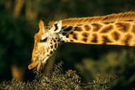 Reticulated giraffe browsing on acacia, Lake Nakuru NR