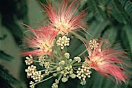 Missouri: Mimosa (Albizia julibrissen) in bloom, July