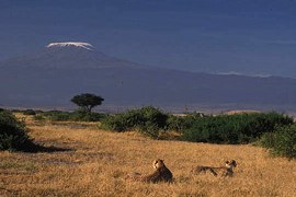 2 cheetahs, Kili in distance