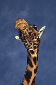 giraffe