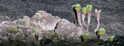 rocks and plants