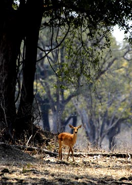 Puku of the South Luangua Valley