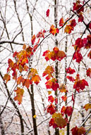 Early snowfall in hardwood forest, Tewksbury Twp., NJ