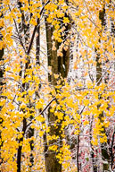 Early snowfall in hardwood forest, Tewksbury Twp., NJ