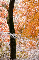 Early snowfall in hardwood forest, Tewksbury Twp., NJ