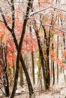 Early snowfall in hardwood forest, Tewksbury Twp., NJ